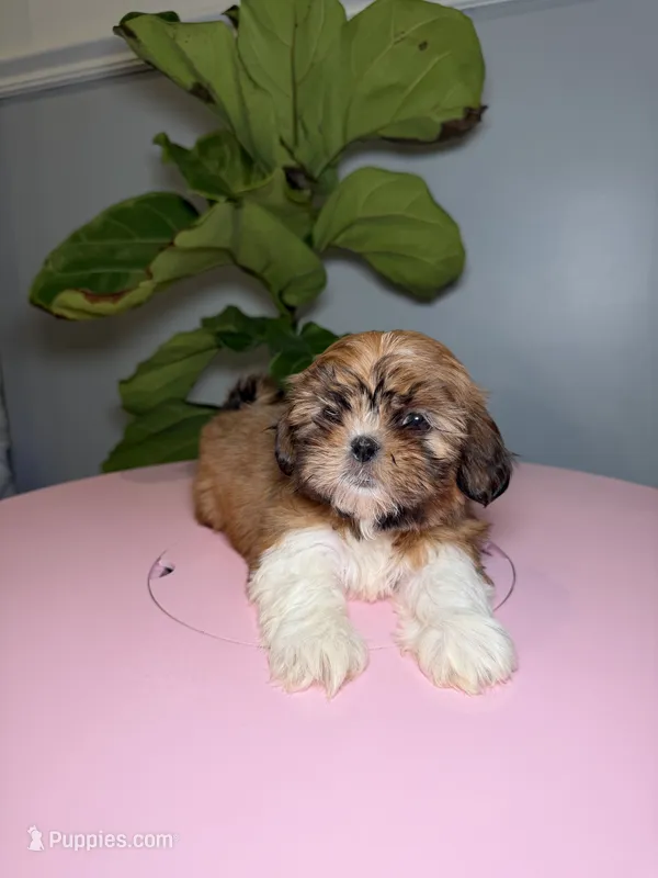 Three  – Shih Tzu puppy for sale in Chicago, IL