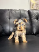 Tiff, a female Yorkshire Terrier for sale in Chicago, IL – 3 of 3