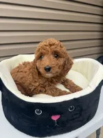Blade , a male Miniature Goldendoodle for sale in Chicago, IL – 3 of 3