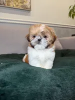 Tinker bell , a female Shih Tzu for sale in Chicago, IL – Photo 3 of 5