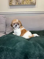 Tinker bell , a female Shih Tzu for sale in Chicago, IL – Photo 2 of 5