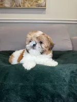 Tinker bell , a female Shih Tzu for sale in Chicago, IL – Photo 1 of 5