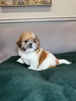 Tinker bell , a female Shih Tzu for sale in Chicago, IL – Photo 4 of 5