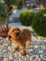 Lambo, a male Miniature Goldendoodle for sale in Chicago, IL – 3 of 3