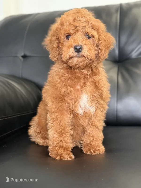 Lambo – Miniature Goldendoodle puppy for sale in Chicago, IL