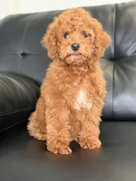Cash, a male Miniature Goldendoodle for sale in Chicago, IL – 1 of 4