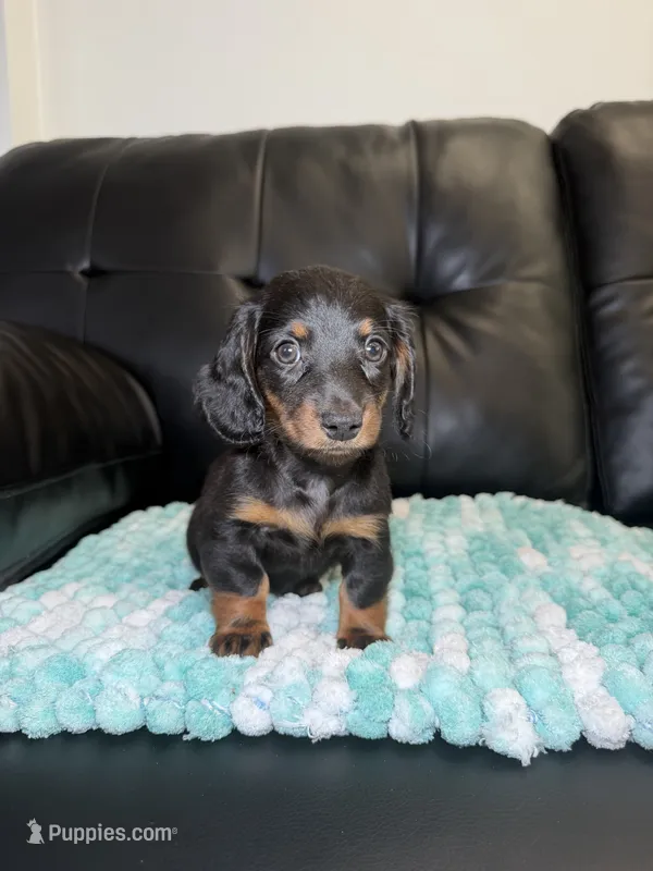 LH Venus  – Miniature Dachshund puppy for sale in Chicago, IL