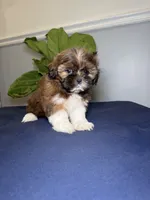Seven , a male Shih Tzu for sale in Chicago, IL – 2 of 4