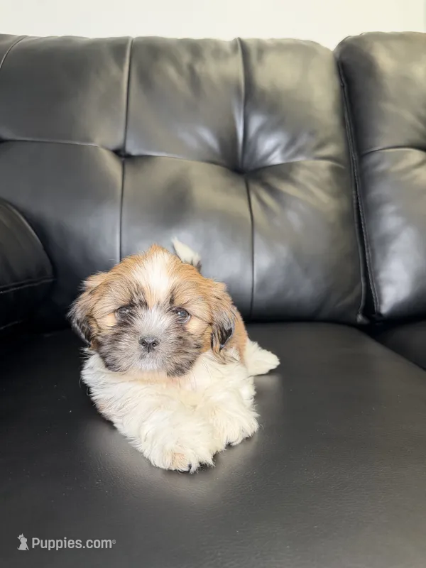 England – Shih Tzu puppy for sale in Chicago, IL