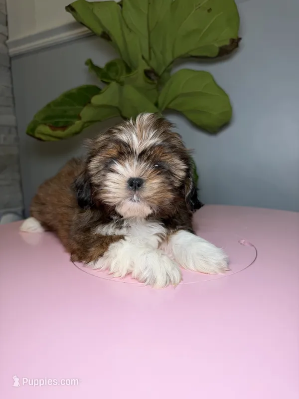 Six – Shih Tzu puppy for sale in Chicago, IL