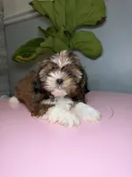 Six, a female Shih Tzu for sale in Chicago, IL – 1 of 3