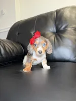 Madam , a female Miniature Dachshund for sale in Chicago, IL – 3 of 3