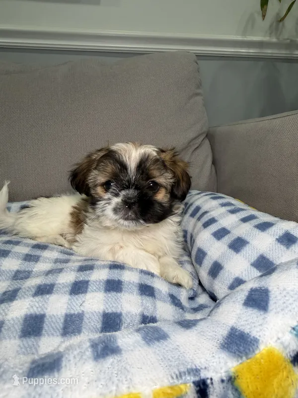 Marbel – Shih Tzu puppy for sale in Chicago, IL