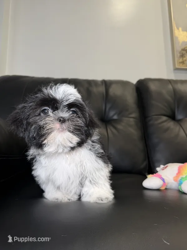Buzz – Shih Tzu puppy on hold in Chicago, IL