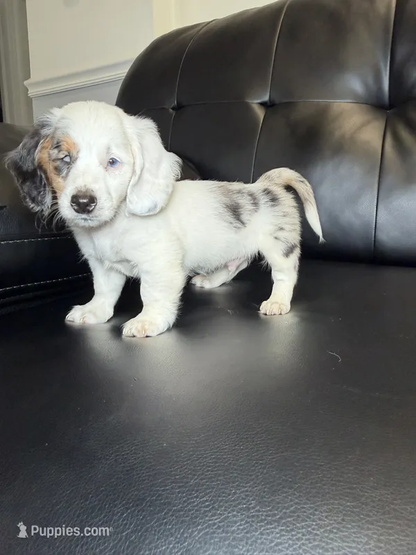 Spot – Miniature Dachshund puppy for sale in Chicago, IL