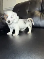 Spot, a male Miniature Dachshund for sale in Chicago, IL – 1 of 3