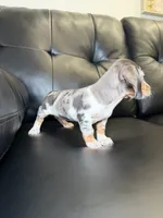 Shortie , a male Miniature Dachshund for sale in Chicago, IL – 5 of 5