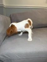 Kim , a female Cavalier King Charles Spaniel for sale in Chicago, IL – 4 of 4