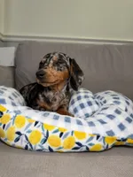 Odus, a male Miniature Dachshund for sale in Chicago, IL – 3 of 3