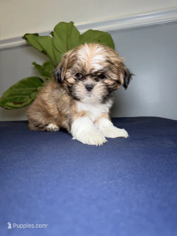 Four – Shih Tzu puppy for sale in Chicago, IL