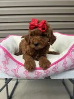 Redd, a female Miniature Goldendoodle for sale in Chicago, IL – 3 of 3