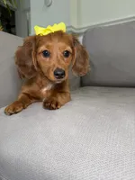 Sassy, a female Miniature Dachshund for sale in Chicago, IL – 1 of 3