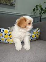 Cobb, a male Shih Tzu for sale in Chicago, IL – 3 of 4