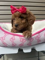 Daphnia , a female Miniature Goldendoodle for sale in Chicago, IL – 2 of 3