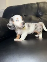 Lefty, a male Miniature Dachshund for sale in Chicago, IL – 2 of 3