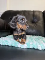 LH Venus , a female Miniature Dachshund for sale in Chicago, IL – 2 of 5