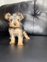 Tiff, a female Yorkshire Terrier for sale in Chicago, IL – 2 of 3