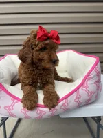 Redd, a female Miniature Goldendoodle for sale in Chicago, IL – 2 of 3