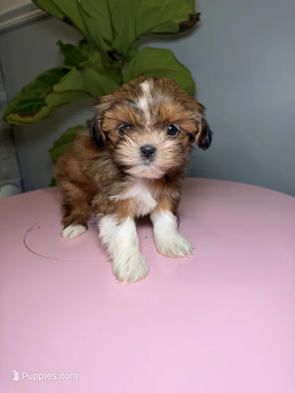Two – Shih Tzu puppy for sale in Chicago, IL