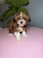 Two, a female Shih Tzu for sale in Chicago, IL – 1 of 4