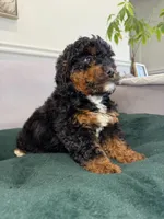 Tri, a male Miniature Bernedoodle for sale in Chicago, IL – Photo 2 of 3