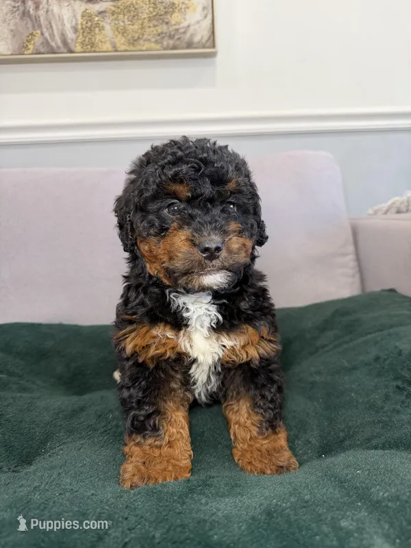 Tri – Miniature Bernedoodle puppy for sale in Chicago, IL