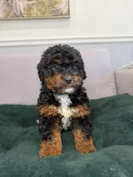 Tri, a male Miniature Bernedoodle for sale in Chicago, IL – Photo 1 of 3