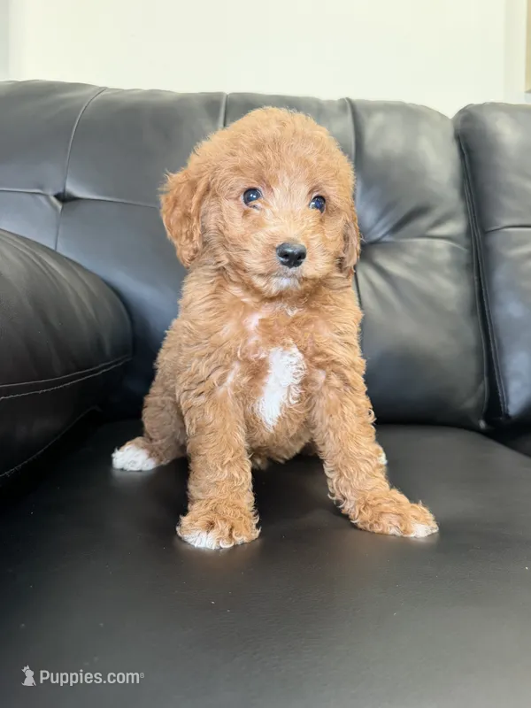 Lady  – Miniature Goldendoodle puppy for sale in Chicago, IL