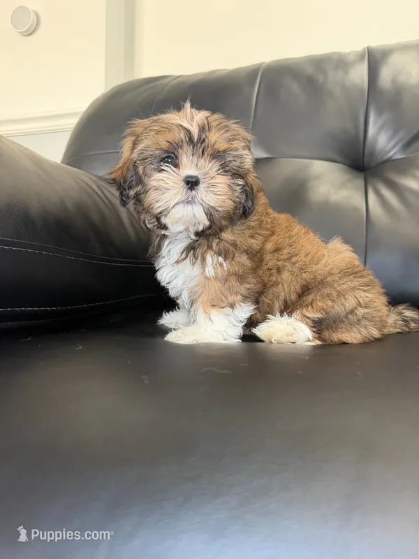 Six – Shih Tzu puppy for sale in Chicago, IL