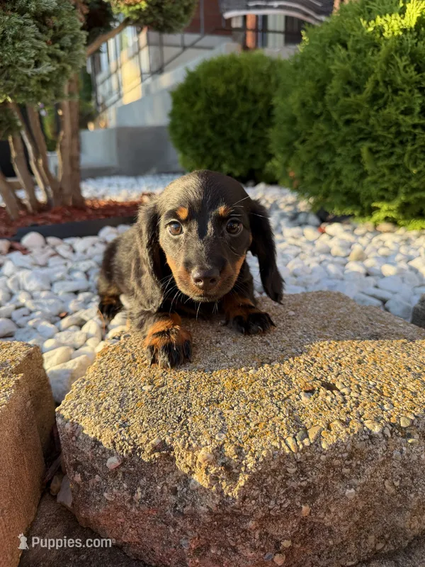 Mae – Miniature Dachshund puppy for sale in Chicago, IL