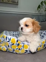Cobb, a male Shih Tzu for sale in Chicago, IL – 2 of 4