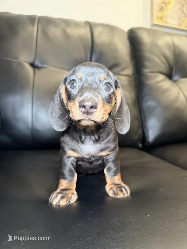 Knight  – Miniature Dachshund puppy for sale in Chicago, IL