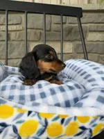 Sushi, a female Miniature Dachshund for sale in Chicago, IL – 4 of 4