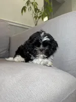 Woody , a male Shih Tzu for sale in Chicago, IL – 2 of 3