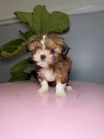Two, a female Shih Tzu for sale in Chicago, IL – 3 of 4