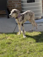 Violet, a female Great Dane for sale in Chicago, IL – Photo 3 of 4