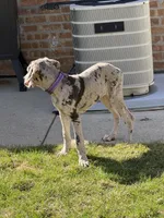 Violet, a female Great Dane for sale in Chicago, IL – Photo 2 of 4