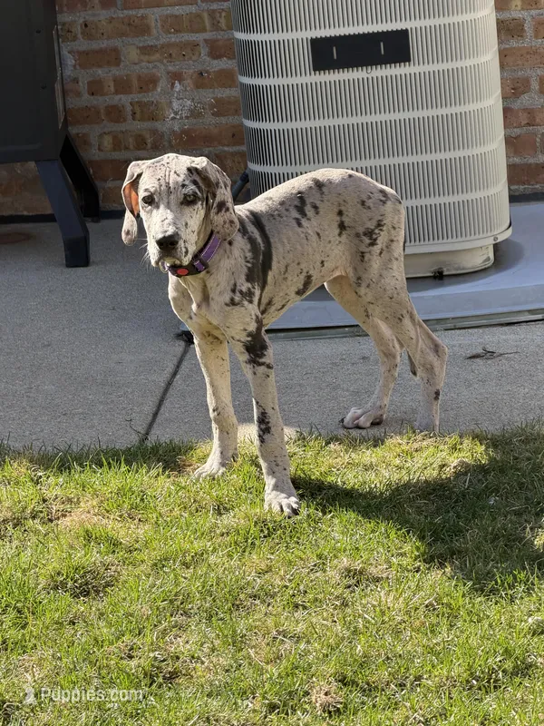 Violet – Great Dane puppy for sale in Chicago, IL