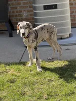Violet, a female Great Dane for sale in Chicago, IL – Photo 1 of 4