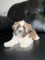 England, a male Shih Tzu for sale in Chicago, IL – 3 of 3